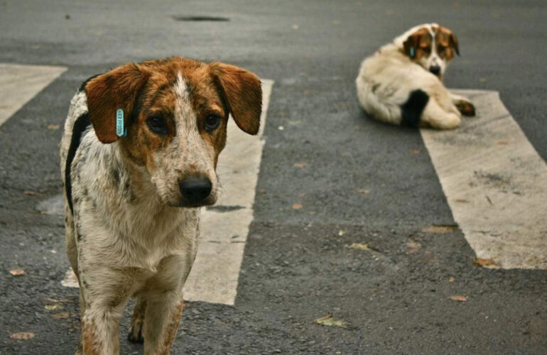 Βοήθεια στα αδέσποτα ζώα.