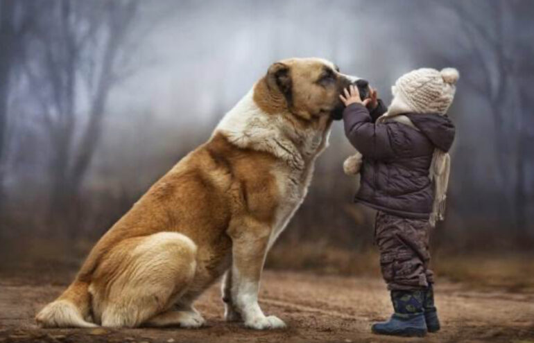 Βοήθεια προς τα αδέσποτα.