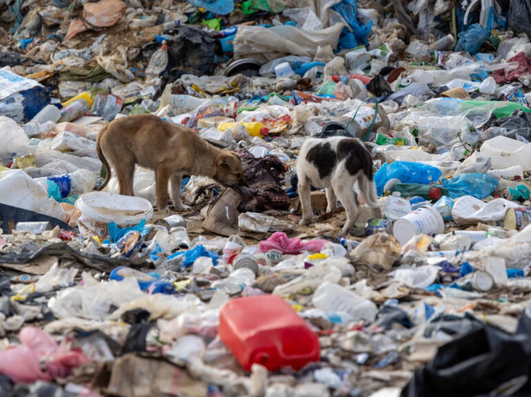Οι άσχημες συνθήκες, στις οποίες ζουν τα αδέσποτα.