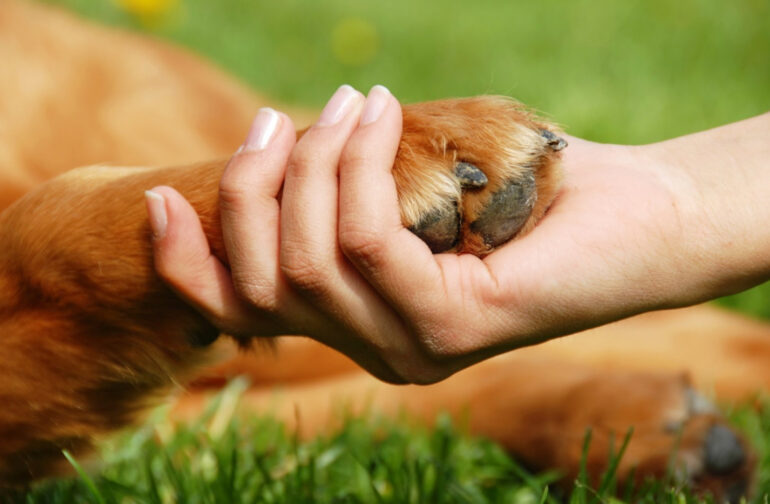 Οι ιδιότητες των ζώων.